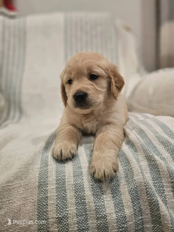 Adorable AKC Golden Retriever