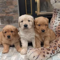 Adorable AKC Golden Retriever!, a female English Cream Golden Retriever for sale in Sacramento, CA – Photo 6 of 6