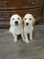 Adorable AKC Golden Retriever!, a male English Cream Golden Retriever for sale in Sacramento, CA – 5 of 6