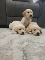 Beautiful AKC Golden Retriever!, a male Golden Retriever for sale in Sacramento, CA – 3 of 8