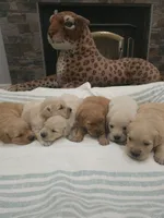 Adorable AKC Golden Retriever!, a male English Cream Golden Retriever for sale in Sacramento, CA – 9 of 10