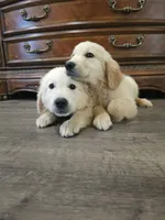 Adorable AKC Golden Retriever!, a male English Cream Golden Retriever for sale in Sacramento, CA – 3 of 6