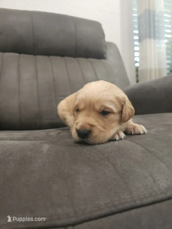 Beautiful AKC Golden Retriever! – Golden Retriever puppy for sale in Sacramento, CA