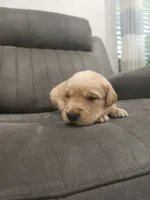 Beautiful AKC Golden Retriever!, a male Golden Retriever for sale in Sacramento, CA – 1 of 10
