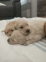 Adorable AKC Golden Retriever!, a male English Cream Golden Retriever for sale in Sacramento, CA – 4 of 10