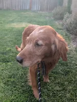 Flame - Wonderful Golden Retriever, a female Golden Retriever for sale in Sacramento, CA – 2 of 3