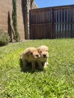 Adorable AKC Golden Retriever!!, a female English Cream Golden Retriever for sale in Sacramento, CA – 7 of 10