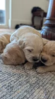 Beautiful AKC Golden Retriever!!!, a male Golden Retriever for sale in Sacramento, CA – 7 of 9