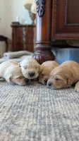 Beautiful AKC Golden Retriever!!!, a male Golden Retriever for sale in Sacramento, CA – 8 of 9