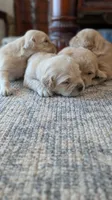 Adorable AKC Golden Retriever!!!, a female English Cream Golden Retriever for sale in Sacramento, CA – 8 of 10