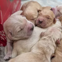 AKC Golden Retriever, a female English Cream Golden Retriever for sale in Sacramento, CA – Photo 7 of 8