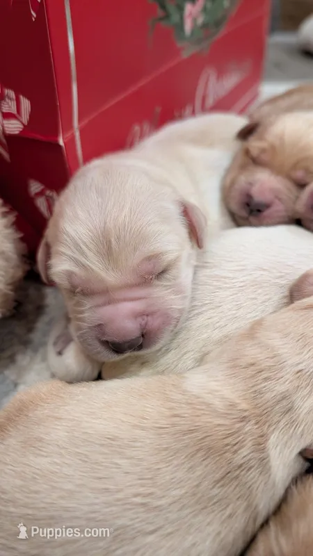 AKC Golden Retriever