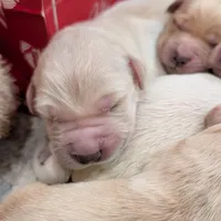 AKC Golden Retriever, a female English Cream Golden Retriever for sale in Sacramento, CA – Photo 1 of 8
