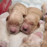 AKC Golden Retriever, a female English Cream Golden Retriever for sale in Sacramento, CA – Photo 6 of 8