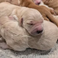 AKC Golden Retriever, a female English Cream Golden Retriever for sale in Sacramento, CA – Photo 8 of 8