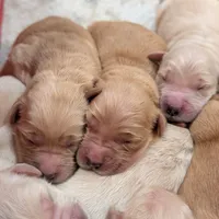 AKC Golden Retriever, a female English Cream Golden Retriever for sale in Sacramento, CA – Photo 4 of 8