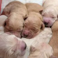 AKC Golden Retriever, a female English Cream Golden Retriever for sale in Sacramento, CA – Photo 5 of 8