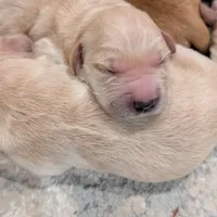 AKC Golden Retriever, a female English Cream Golden Retriever for sale in Sacramento, CA – Photo 2 of 8