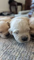 Adorable AKC Golden Retriever!!!, a female English Cream Golden Retriever for sale in Sacramento, CA – 6 of 10