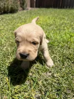 Beautiful AKC Golden Retriever!!, a female Golden Retriever for sale in Sacramento, CA – 3 of 7