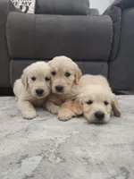 Beautiful AKC Golden Retriever!, a male Golden Retriever for sale in Sacramento, CA – 6 of 8