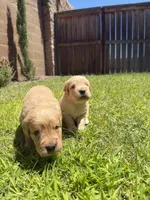 Adorable AKC Golden Retriever!!, a female English Cream Golden Retriever for sale in Sacramento, CA – 8 of 10