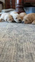 Adorable AKC Golden Retriever!!!, a female English Cream Golden Retriever for sale in Sacramento, CA – 4 of 10