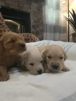 Adorable AKC Golden Retriever!, a male English Cream Golden Retriever for sale in Sacramento, CA – 6 of 10