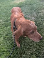 Flame - Wonderful Golden Retriever, a female Golden Retriever for sale in Sacramento, CA – 3 of 3