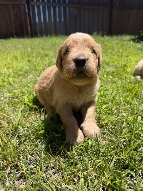 Adorable AKC Golden Retriever!! – English Cream Golden Retriever puppy for sale in Sacramento, CA