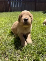 Adorable AKC Golden Retriever!!, a female English Cream Golden Retriever for sale in Sacramento, CA – 1 of 10