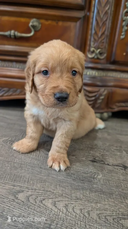 Beautiful AKC Golden Retriever!