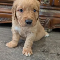 Beautiful AKC Golden Retriever!, a male Golden Retriever for sale in Sacramento, CA – Photo 1 of 6