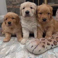 Beautiful AKC Golden Retriever!, a male Golden Retriever for sale in Sacramento, CA – Photo 3 of 6