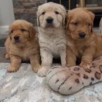 Beautiful AKC Golden Retriever!, a male Golden Retriever for sale in Sacramento, CA – Photo 4 of 6