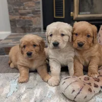 Beautiful AKC Golden Retriever!, a male Golden Retriever for sale in Sacramento, CA – Photo 2 of 6