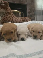 Beautiful AKC Golden Retriever!, a male Golden Retriever for sale in Sacramento, CA – 7 of 10