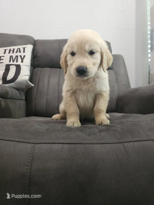 AKC Golden Retriever – English Cream Golden Retriever puppy for sale in Sacramento, CA