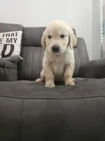 AKC Golden Retriever, a female English Cream Golden Retriever for sale in Sacramento, CA – 1 of 8