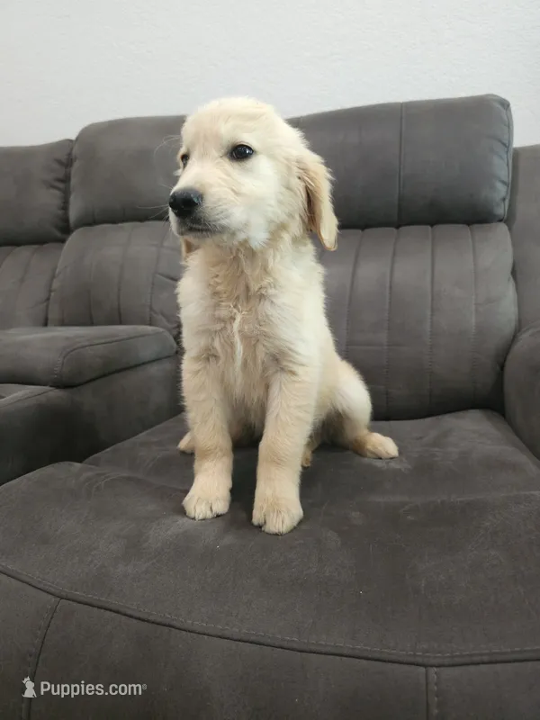 Adorable AKC Golden Retriever! – English Cream Golden Retriever puppy for sale in Sacramento, CA