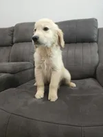 Adorable AKC Golden Retriever!, a male English Cream Golden Retriever for sale in Sacramento, CA – 1 of 6