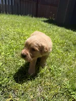 Adorable AKC Golden Retriever!!, a female English Cream Golden Retriever for sale in Sacramento, CA – 2 of 10