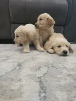 Beautiful AKC Golden Retriever!, a male Golden Retriever for sale in Sacramento, CA – 8 of 8