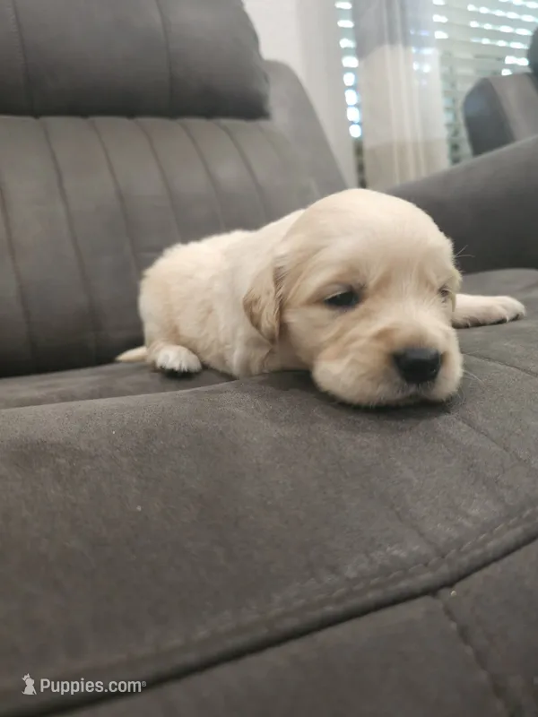Adorable AKC Golden Retriever! – English Cream Golden Retriever puppy for sale in Sacramento, CA