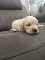 Adorable AKC Golden Retriever!, a male English Cream Golden Retriever for sale in Sacramento, CA – 1 of 10