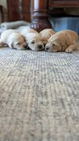 Beautiful AKC Golden Retriever!!!, a male Golden Retriever for sale in Sacramento, CA – 6 of 9