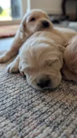 Adorable AKC Golden Retriever!!!, a female English Cream Golden Retriever for sale in Sacramento, CA – 5 of 10