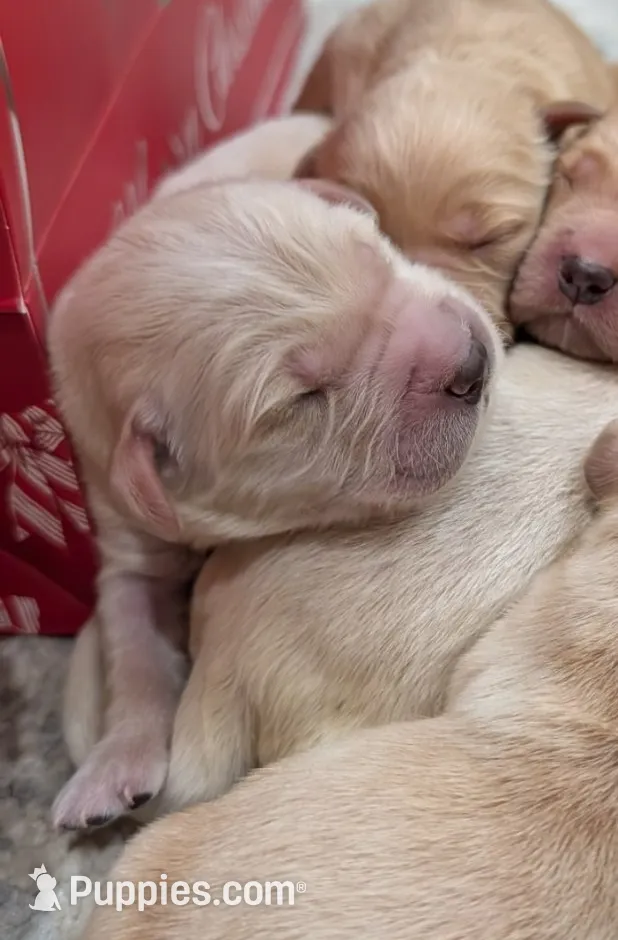 AKC Golden Retriever