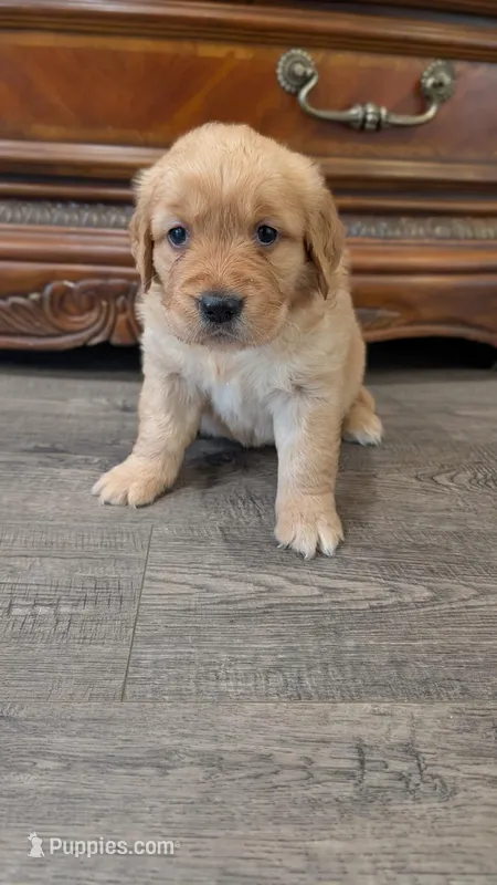 AKC Golden Retriever