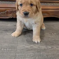 AKC Golden Retriever, a female Golden Retriever for sale in Sacramento, CA – Photo 1 of 6